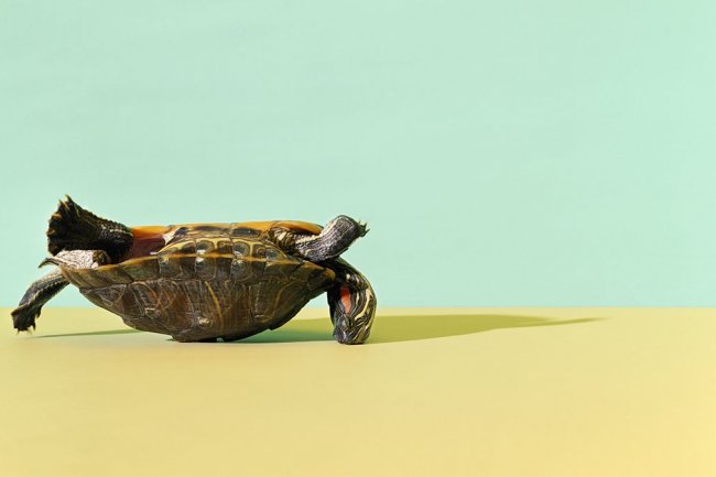 Məqsədə çata bilməyəndə beyin imtina edir ?