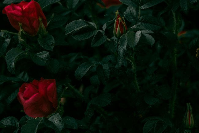 Sevgini leqallaşdırmaq